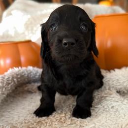 Wednesday - Black female Dachshund puppy in Griffin, Georgia from Always Trippin' Doxie Life