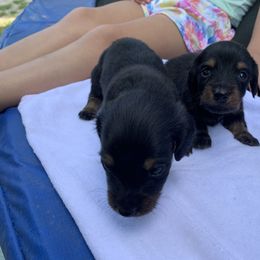 Dachshund Puppies from L & A Dachshunds