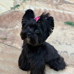 COLA - Yorkshire Terrier