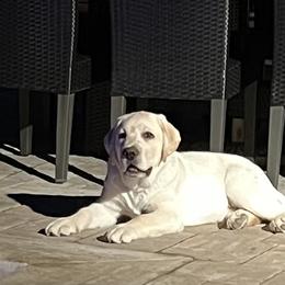 Labrador Retriever All Grown Up from Alley Rock Labradors, LLC