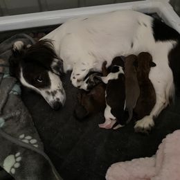 Dachshund Puppies from Bella’s Puppies