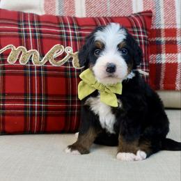 Kevin - Tri-color male Bernedoodle puppy in Murray, Utah from Sun Valley Doodles