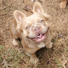 Torta - French Bulldog
