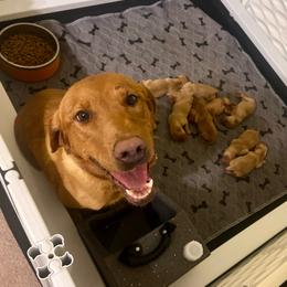 Silver Collar Male - Yellow male Labrador Retriever puppy in Hurtsboro, Alabama from PARK’s Family Farm