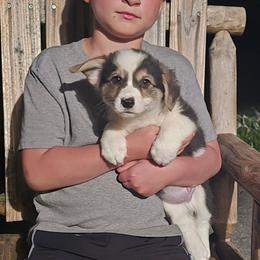 No Collar Male - Black and tan male Pembroke Welsh Corgi puppy in Tenino, Washington from LoneStar Corgis NW