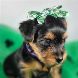 Daisy - Black and tan female Yorkshire Terrier puppy in Jacksonville, Florida from Yorkieology