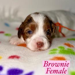 Brownie - Merle female Australian Labradoodle puppy in Beecher, Illinois from Erica’s Doodles