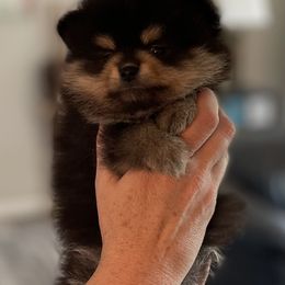 Pomeranian Puppies from Nikki’s lil Pomeranians