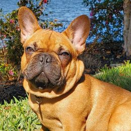 Mandrake - French Bulldog