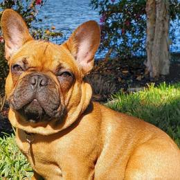 Mandrake - French Bulldog