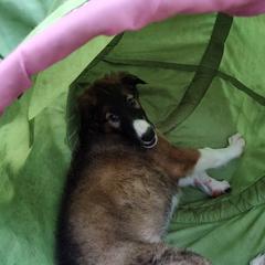 Borzoi and Samoyed Puppies from Kalabria