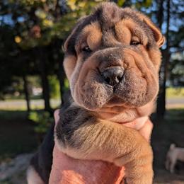 Boy 5 - Black sable male Chinese Shar-Pei puppy in Autryville, North Carolina from T&D'S Razen Wrinkles Shar-pei