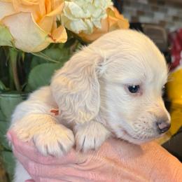 Prince Caspian orange collar cream - Cream male Dachshund puppy in El Cajon, California from Lisa Buxton