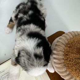 Miniature Australian Shepherd and Toy Australian Shepherd Puppies from Ollie's Aussies