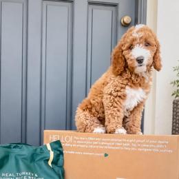 Rex - Cream male Goldendoodle puppy in Lakeland, Florida from Rolling Oak Doodles