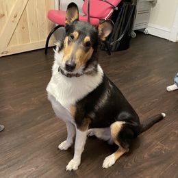 Gus - Collie