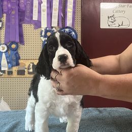 Abigail - Black and white female English Springer Spaniel puppy in Thompson, Connecticut from Chivalry English Springer Spaniels