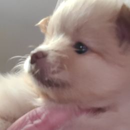 Pomeranian Puppies from Merri's Pom's
