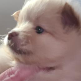 Pomeranian Puppies from Merri's Pom's