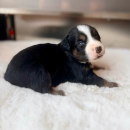 CROC - Black tri male Miniature Australian Shepherd puppy in Dayton, Washington from Rafter 22 Aussies