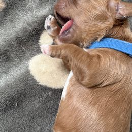 Cavapoo Puppies from Heritage Home Cavapoos