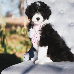 Bordoodle Puppies from 2J 2K Bordoodles LLC