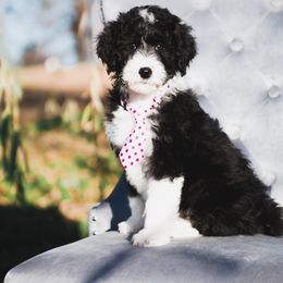 Bordoodle Puppies from 2J 2K Bordoodles LLC