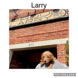 Goldendoodle Puppies from Quentin Brewer