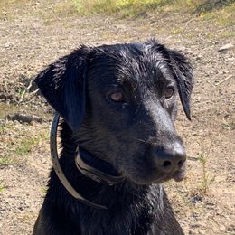 Marley - Labrador Retriever