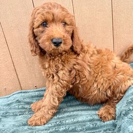 Lime green - Red male Irish Doodle puppy in Bloomfield, Iowa from Schooley Doodles