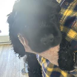 Cocker Spaniel All Grown Up from Carte cockers
