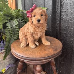 Teal - Apricot female Goldendoodle puppy in Newcastle, Oklahoma from Hollywood Doodles
