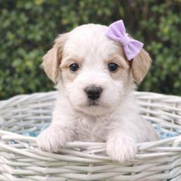 Diamond - Parti female Goldendoodle puppy in Hendersonville, Tennessee from Ben's Best Buddy Goldendoodles