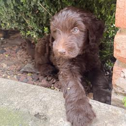 Orion - Chocolate male Labradoodle puppy in Grants Pass, Oregon from Oregon Valley Doodles