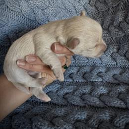 Sugar - White male Morkie puppy in Tucson, Arizona from Sun-Kissed Morkies