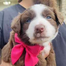 Girl 1 - Red Miniature American Shepherd puppy in San Antonio, Texas from SJC Texas Aussies