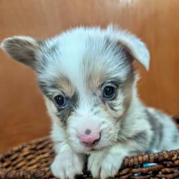 Dilute Blue Merle Male - Blue merle and white male Cardigan Welsh Corgi puppy in Chehalis, Washington from Triple B Corgis