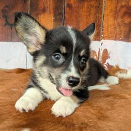 Adam Kendall - Black and tan male American Corgi puppy in Paden, Oklahoma from Sunray Ranch
