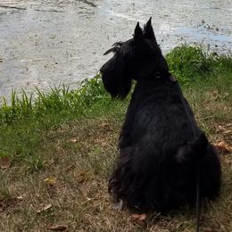 Scottish Terriers from Oban Scottish Terriers