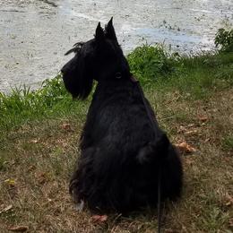 Scottish Terriers from Oban Scottish Terriers