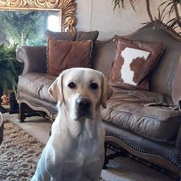 Colt - Labrador Retriever