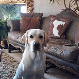 Colt - Labrador Retriever