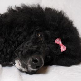 MEGGY - Poodle