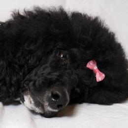 MEGGY - Poodle