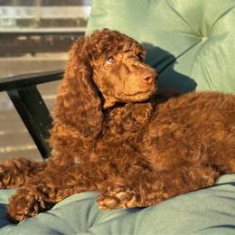 Benny (Blue) - Brown male Poodle puppy in Julian, California from Above the Pines Poodles