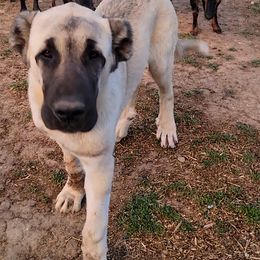 Turkish Boz Shepherd Puppies from Emerald Mtn Ranch LLC