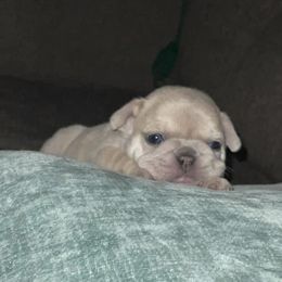 French Bulldog Puppies from Heartfelt Kennels