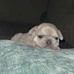 French Bulldog Puppies from Heartfelt Kennels