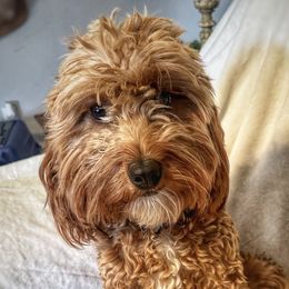 Annie - Goldendoodle