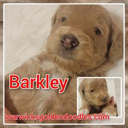 Goldendoodle Puppies from Stacy Warwick